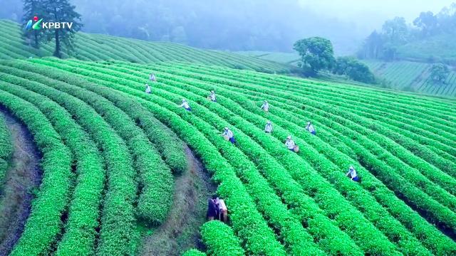 春茶开采啦！这里是珠三角规模最大的茶产业基地